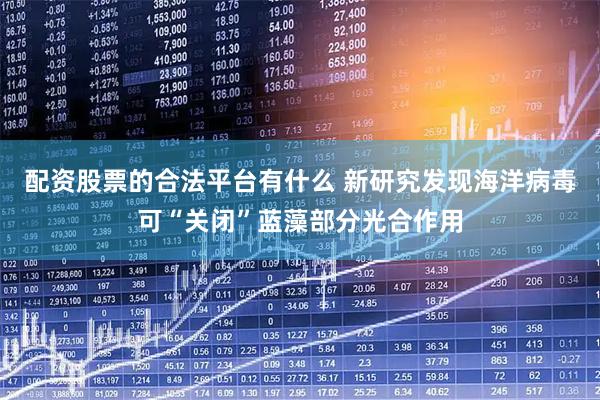 配资股票的合法平台有什么 新研究发现海洋病毒可“关闭”蓝藻部分光合作用