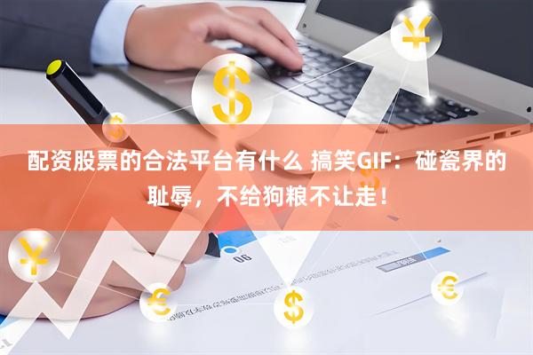 配资股票的合法平台有什么 搞笑GIF：碰瓷界的耻辱，不给狗粮不让走！